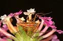 Oxyopes_quadrifasciatus_D7784_Z_90_North Stradbroke island_Australie